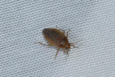 <i>Agnocoris</i>