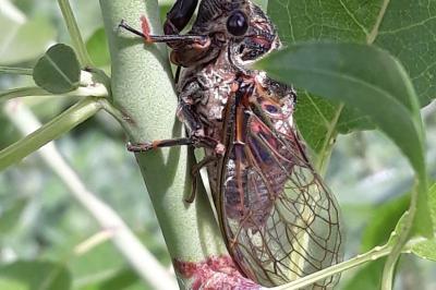 <i>Tibicina haematodes</i>