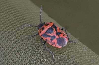 <i>Eurydema ornata</i>