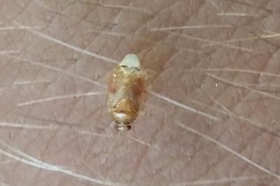 <i>Deraeocoris lutescens</i>