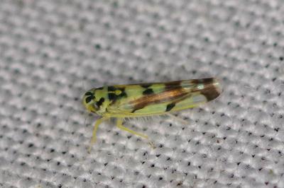 <i>Eupteryx</i>