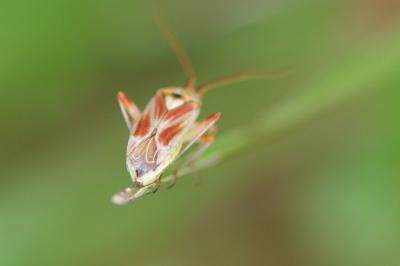 <i>Calocoris roseomaculatus</i>