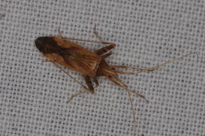 <i>Phytocoris</i>