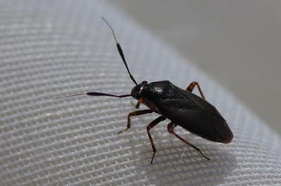 <i>Capsus ater</i>