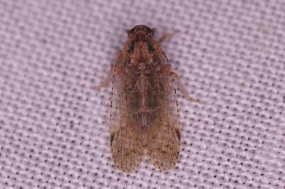 <i>Cixius</i>