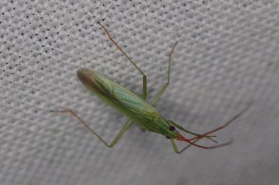 <i>Notostira</i>
