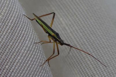 <i>Notostira</i>
