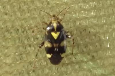 <i>Liocoris tripustulatus</i>