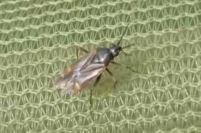 <i>Dicyphus globulifer</i>