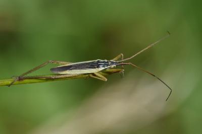 <i>Notostira</i>