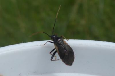 <i>Adelphocoris seticornis</i>