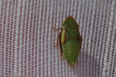 <i>Aphrodes</i>