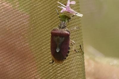 <i>Dolycoris baccarum</i>