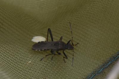 <i>Alydus calcaratus</i>