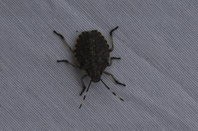 <i>Rhaphigaster nebulosa</i>