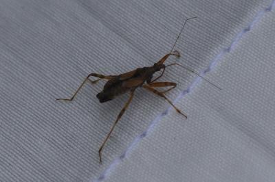 <i>Himacerus apterus</i>
