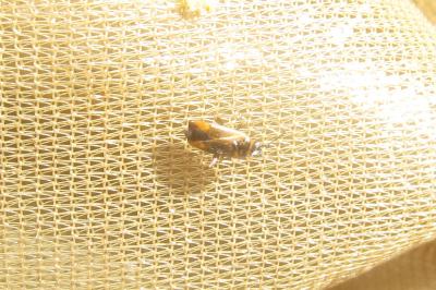 <i>Plagiognathus arbustorum</i>