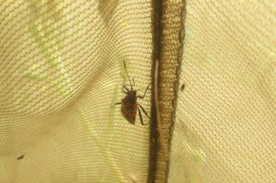 <i>Corizus hyoscyami</i>