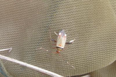 <i>Adelphocoris vandalicus</i>
