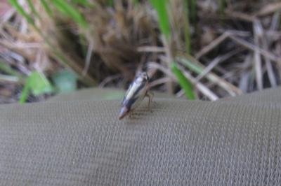<i>Evacanthus interruptus</i>