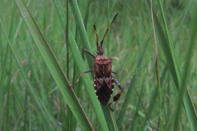 <i>Leptoglossus occidentalis</i>