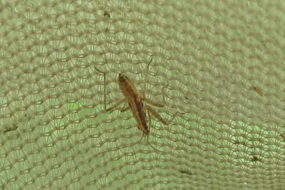 <i>Nabis limbatus</i>