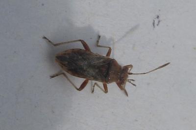 <i>Rhopalus parumpunctatus</i>