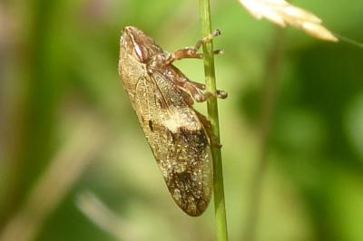 <i>Aphrophora alni</i>