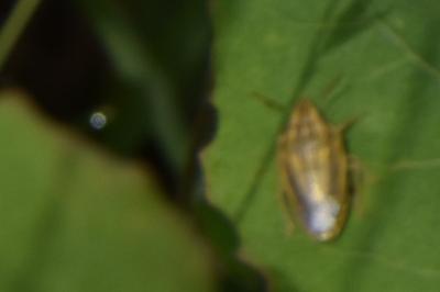 <i>Aelia acuminata</i>