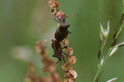 <i>Coreus marginatus</i>