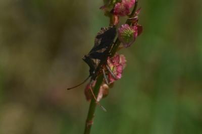 <i>Coreus marginatus</i>