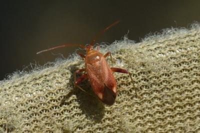<i>Adelphocoris vandalicus</i>