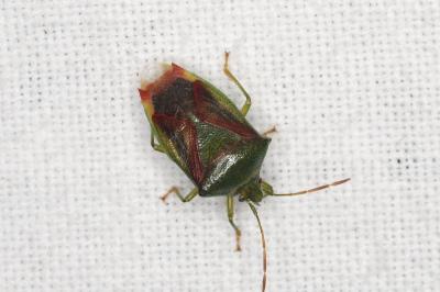 <i>Elasmostethus</i>