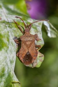 <i>Coreus marginatus</i>