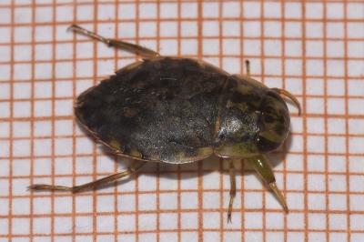 <i>Naucoris maculatus</i>
