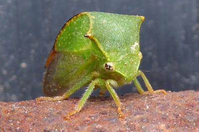 <i>Stictocephala alta</i>