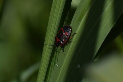 <i>Eurydema oleracea</i>