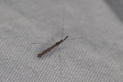 <i>Empicoris rubromaculatus</i>