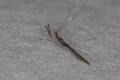 <i>Empicoris rubromaculatus</i>