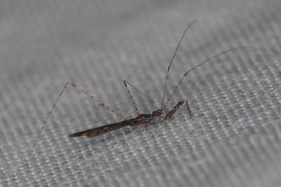 <i>Empicoris rubromaculatus</i>