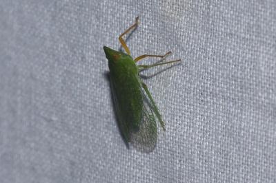 <i>Dictyophara multireticulata</i>