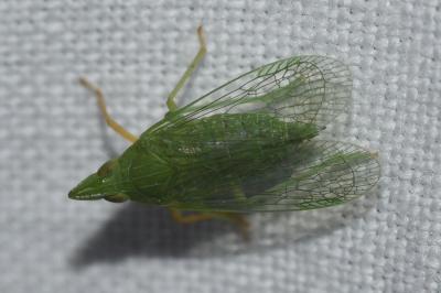 <i>Dictyophara multireticulata</i>