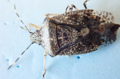 <i>Rhaphigaster nebulosa</i>