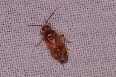 <i>Alloeotomus</i>