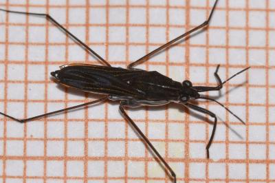 <i>Gerris odontogaster</i>