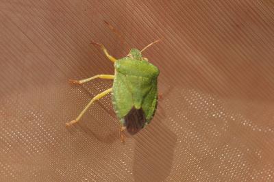 <i>Palomena prasina</i>