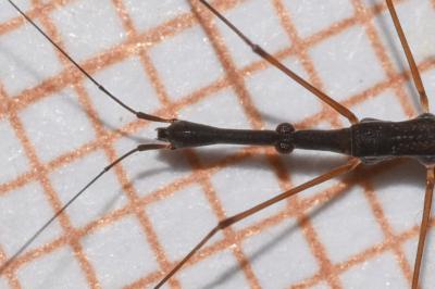 <i>Hydrometra stagnorum</i>