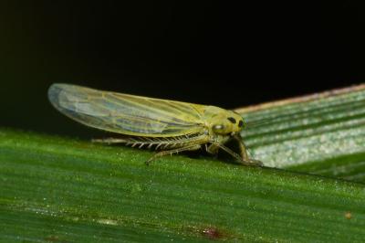 <i>Cicadula</i>