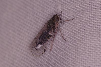 <i>Cixius</i>