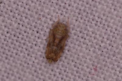 <i>Errastunus ocellaris</i>